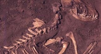 Oudste graven van honden in Amerika ontdekt