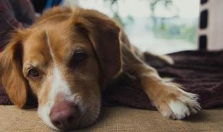 Nieuwe markers voor Lupus (SLE) bij honden gevonden