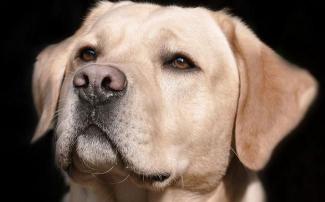 Onderzoek bij 15.000 honden: castratie helpt niet bij agressie