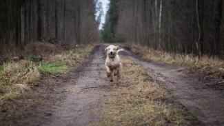 Aardmagnetisme helpt hond zijn weg te zoeken