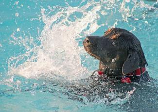Hond ruikt druppel benzine in zwembad
