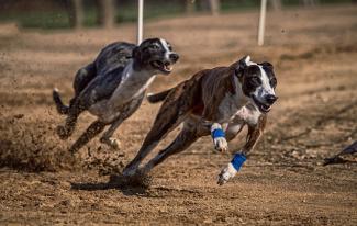 Gen maakt honden gevoeliger voor anesthetica