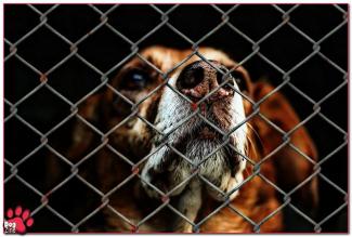 Driekwart honden in PETA-asiel wacht alleen de dood