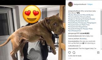 Rangers-voetballer onder vuur door foto's van gecoupeerde honden