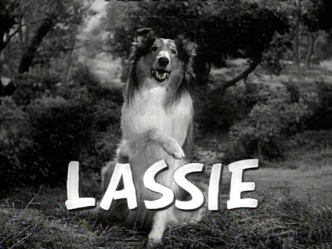 Lassie weer terug op het witte doek