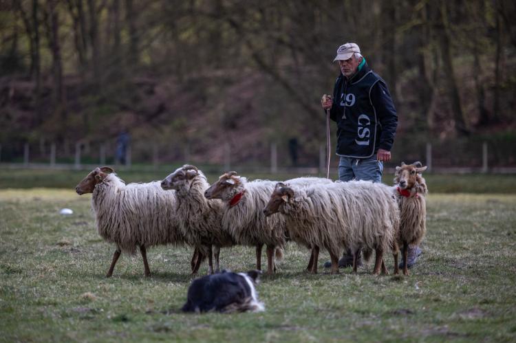 Welke Nederlandse teams mogen straks meedoen met de WK Schapendrijven?