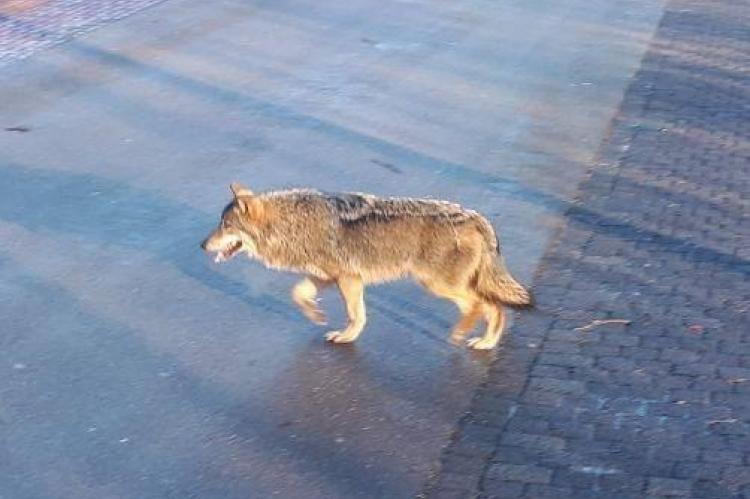 Weer een wolf gespot in Nederland