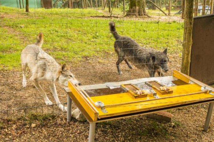 Wolven werken beter samen dan honden