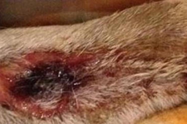 Mogelijke oorzaak Alabama rot gevonden