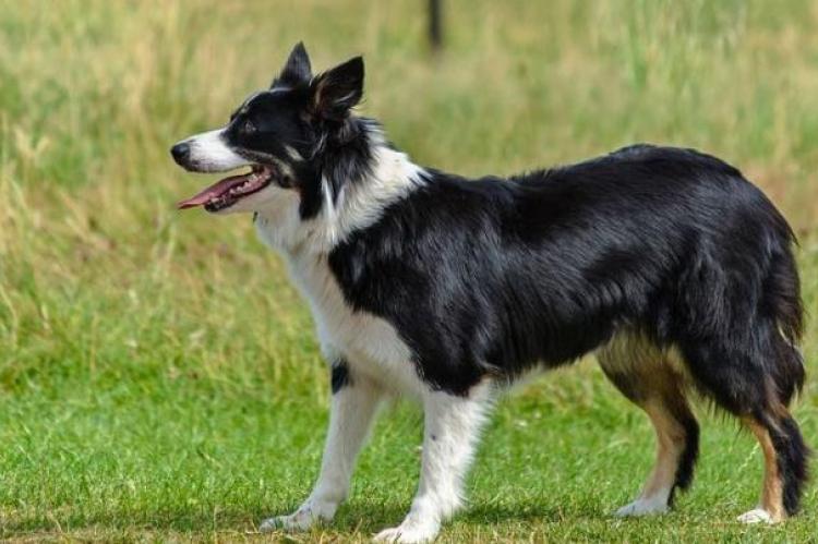 Border Collie hond met meeste gedragsproblematiek