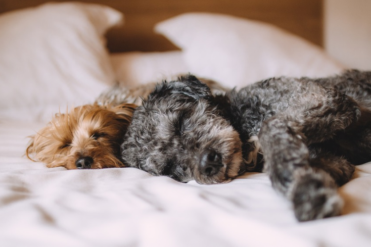 Hond op je bed helpt patiënten met chronische pijn