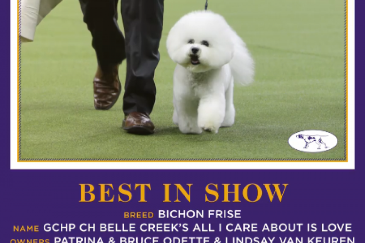 Bichon Frisee wordt beste op Westminster