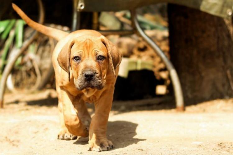 Hoger beroep: NVWA hoefde niet handhavend op te treden bij Boerboelfokker