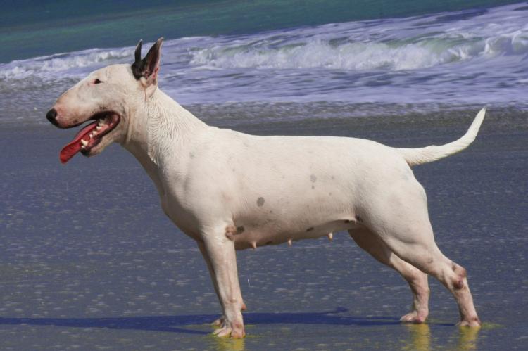 Onderzoekers vinden gen immuunziekte Bullterriers