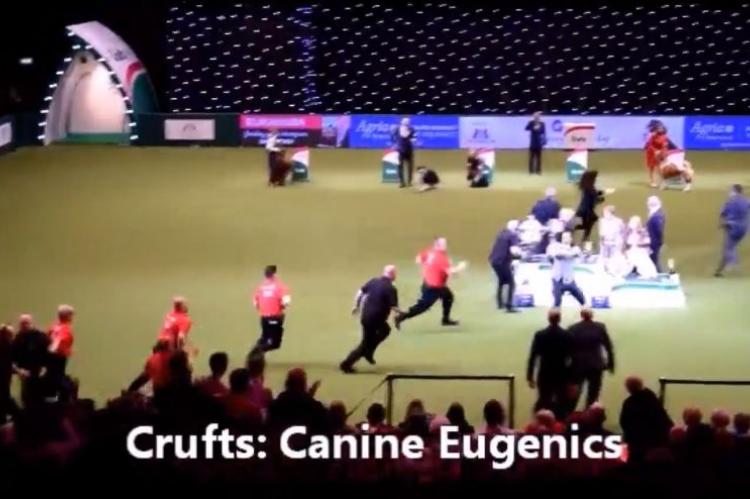 Dit gebeurde er op Crufts 2018, en het was niet PETA