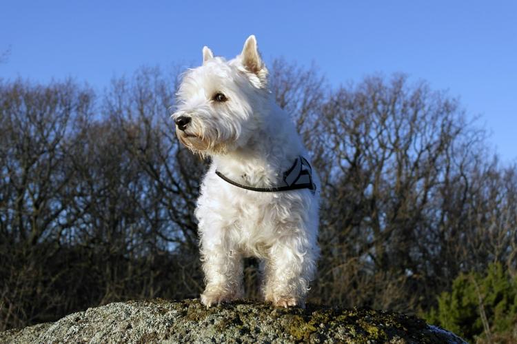 'Westie' wordt het oudst, Dobermann sterft jong