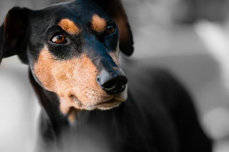 "Wie is er een mooie jongen" werkt ook bij volwassen honden