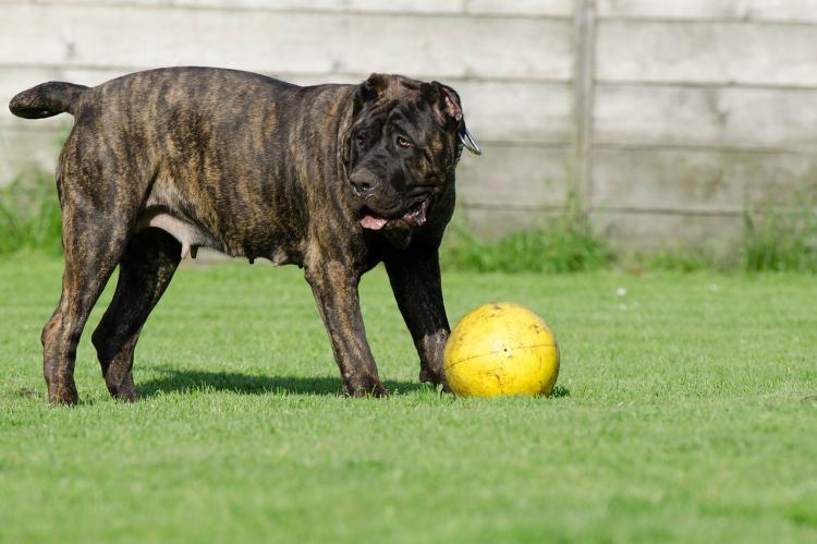 Dogo Canario wordt Presa Canario