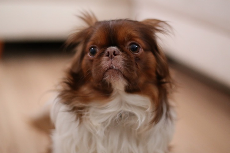 Plotselinge angst voor geluiden? Wellicht heeft de hond veel meer pijn