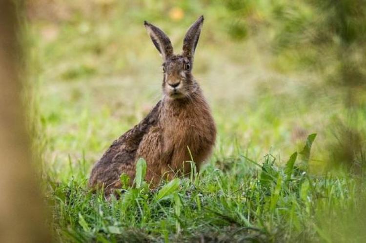 Nieuw onderzoek: ook honden dragen Hazenpest met zich mee