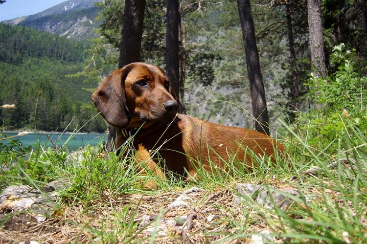 Tirol: strengere aanlijnregels en alcohol-limiet bij het uitlaten