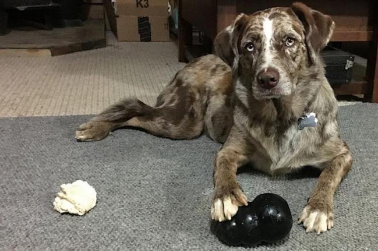 Rechts- of linkspotig, wat zegt het over je hond?