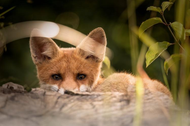 Roofdieren maken het bos veiliger