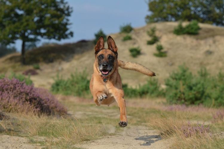 Honden lopen harder voor lekkerder treats