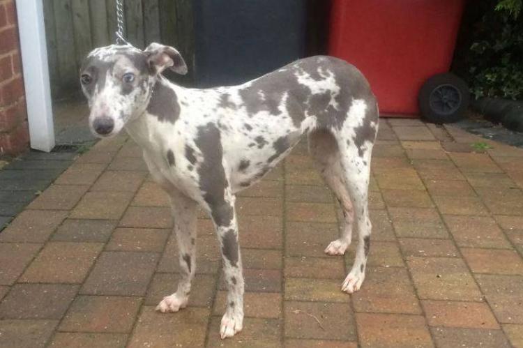 Geen registratie meer voor merle whippets