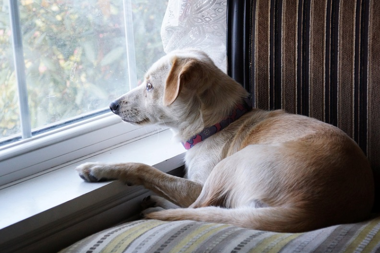 Helpt het om je hond gedag te zeggen?