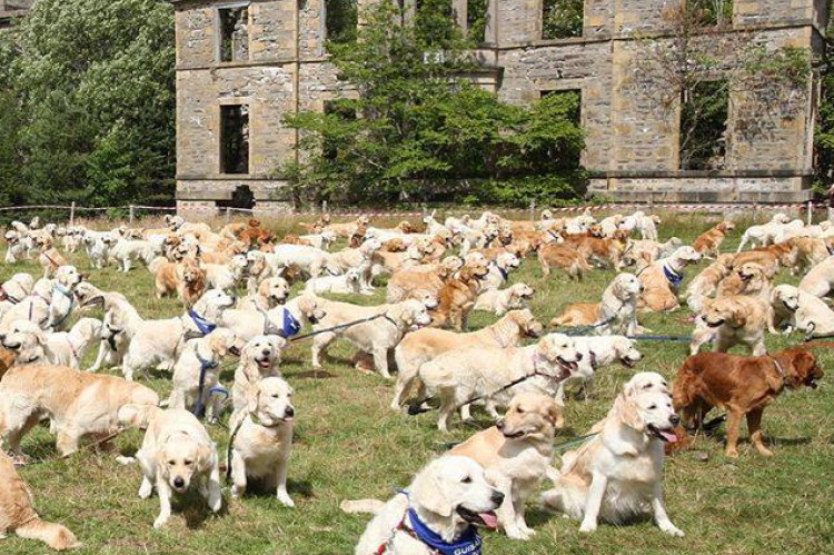 Golden Retriever-record weer voor Schotland