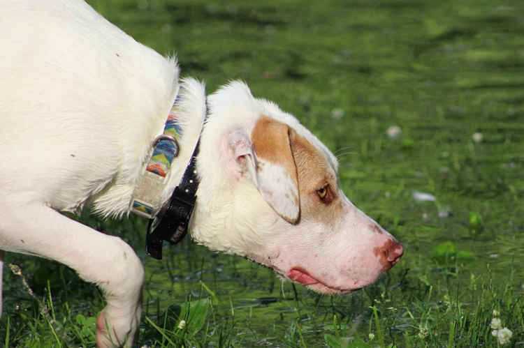 Hond "ziet" wat hij ruikt