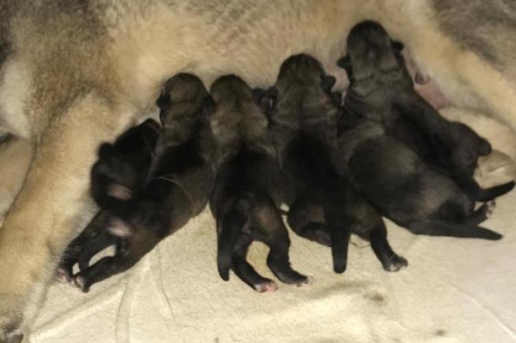 Nieuw outcross-nest geboren bij de Saarloos