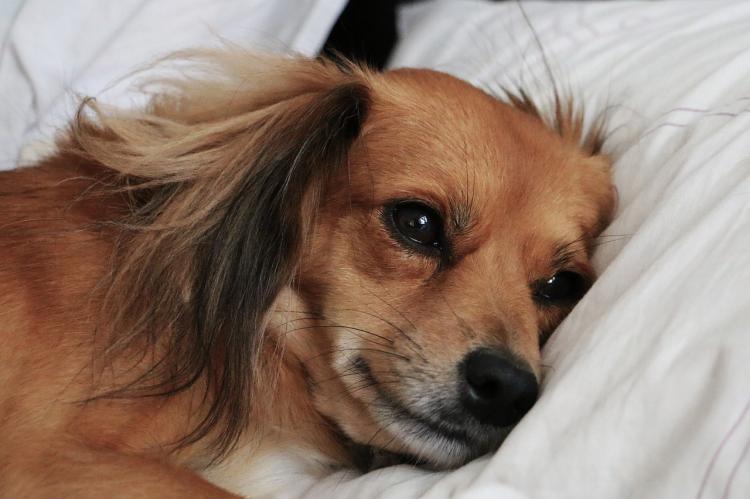 Honden rouwen om soortgenoten