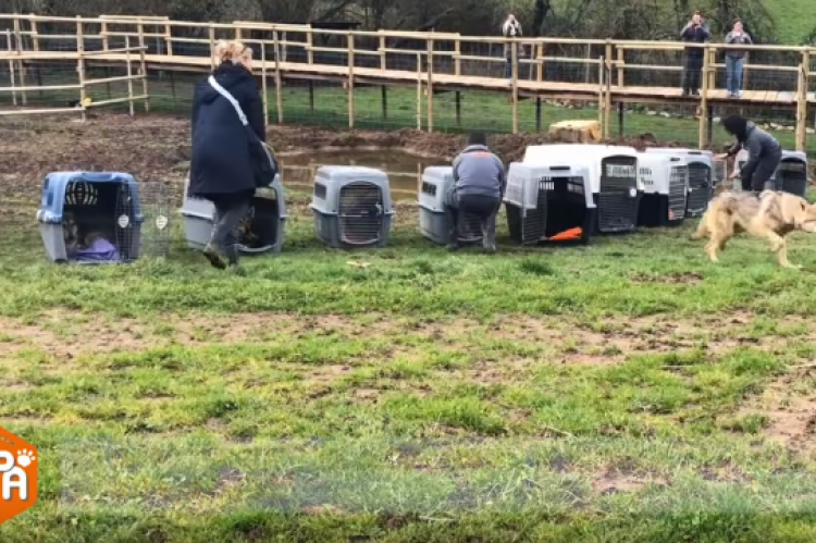 Honden uit Le Briqueterie naar wildpark