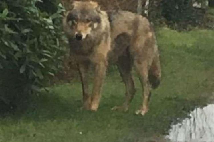 Wolf gespot in Celle Landkreis