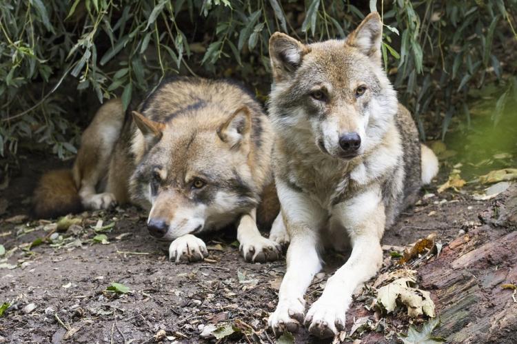 Wolven in Nederland - hoe gevaarlijk zijn ze voor ons?