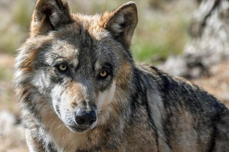 3 op de 5 wolven is al gedeeltelijk hond