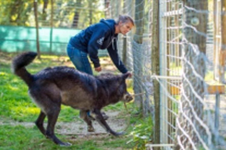 Wolf werkt net zo goed samen met mens als hond dat doet