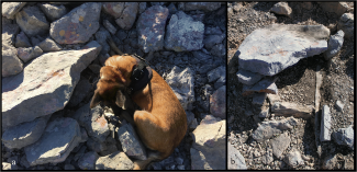 Archeologiehonden ontdekken 3000 jaar oude graven in Kroatië