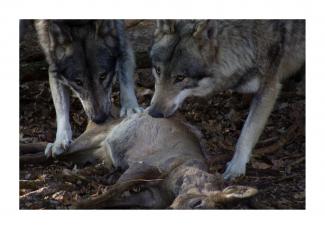 Rechtszaak: mag een wolf worden geschoten in noodsituatie?