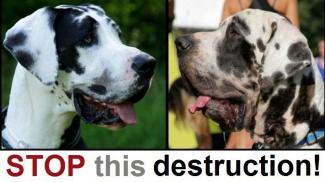 Stop rassenmoord op de Duitse Dog