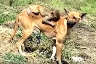 Hond adopteert baby-aapje