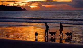 Toeristen op Bali krijgen ongemerkt hondenvlees opgediend