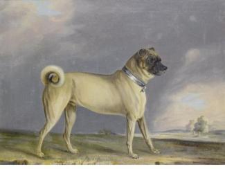 Hollandsche bulldog sinds 1572 officiële hond van de Oranjes