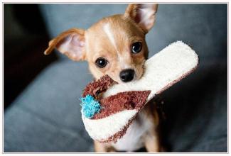 De Chihuahua, de meest destructieve hond van allemaal