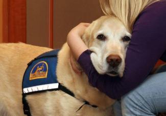 Aai-hond helpt getuigen en slachtoffers van misdrijf