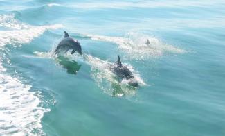 Dolfijnen redden  dodelijk vermoeide hond in kanaal