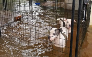 Ook honden slachtoffer van Harvey, asiel overstroomd