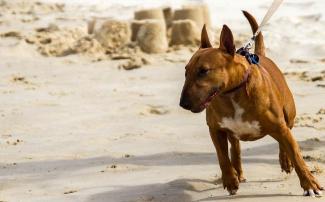 Ongewenst gedrag oorzaak euthanasie bij 33% jonge honden